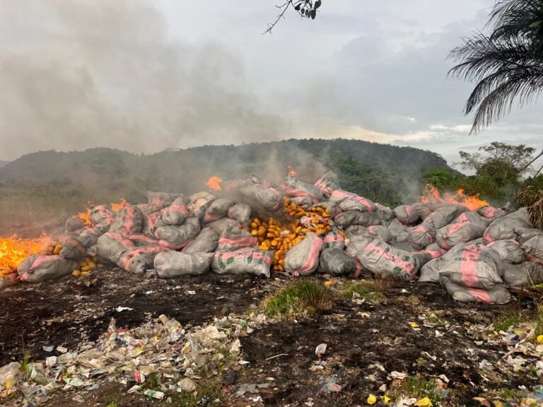 Police burn GH¢4.2 billion worth of impounded marijuana in Ho