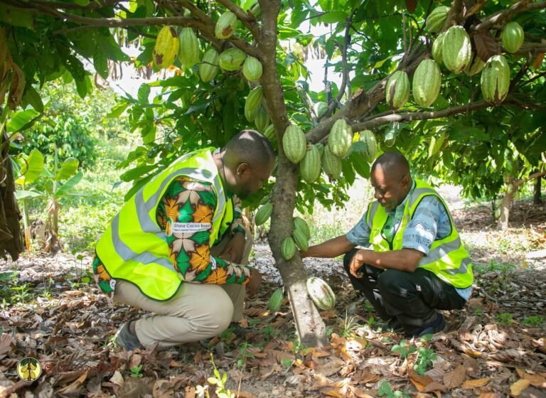 COCOBOD celebrates farmer for successfully cultivating first ever cocoa in Northern Region