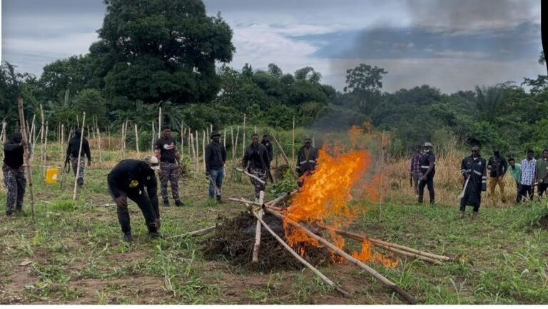 Police bust illegal cannabis plantations in Eastern Region, arrest six suspects