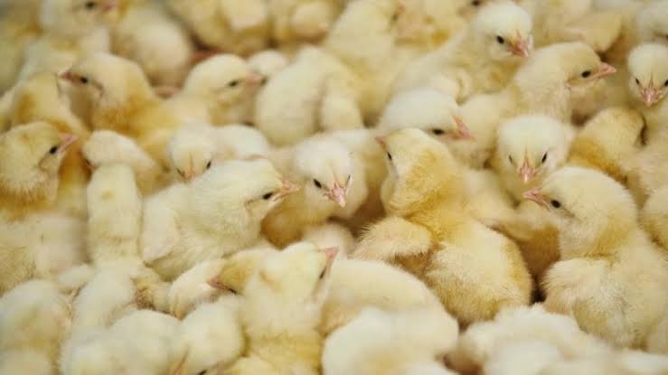 ‘Consume some, but treat Nkoko Nkitinkiti as a business’ – Agriculture Minister to beneficiaries