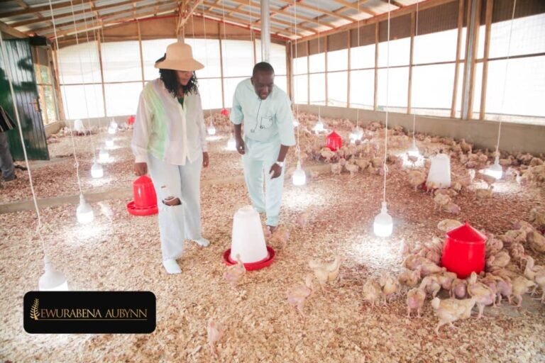 Ewurabena Aubynn turns Nkoko Nkitinkiti into long-term farm project